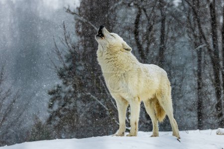 Foto de Lobo ártico macho (Canis lupus arctos) aullando tristemente en la nieve que cae - Imagen libre de derechos