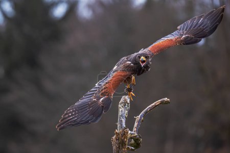 Photo for Female Harris's hawk (Parabuteo unicinctus) starts with a scream - Royalty Free Image