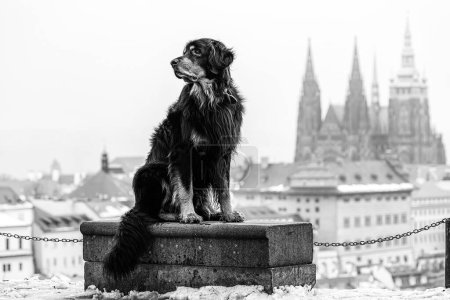 Foto de Macho negro y oro hovawart perro Hovie - Imagen libre de derechos