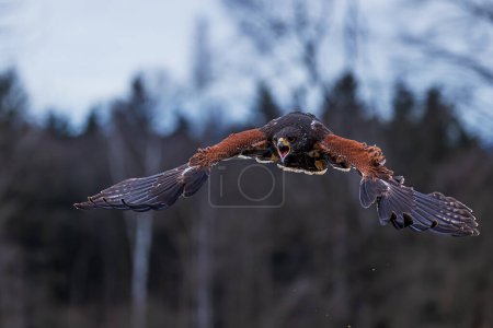 Photo for Female Harris's hawk (Parabuteo unicinctus) is screaming - Royalty Free Image
