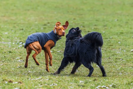 Foto de Macho negro y oro hovawart perro Hovie no confían el uno en el otro - Imagen libre de derechos