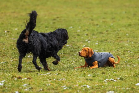 Foto de Macho negro y oro hovawart perro Hovie llegar a conocer a un extraño perro - Imagen libre de derechos
