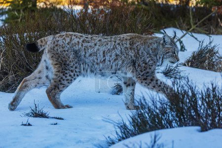 Téléchargez les photos : Lynx eurasien (Lynx lynx) par temps hivernal - en image libre de droit