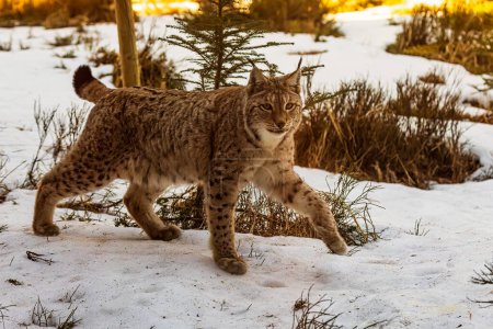 Téléchargez les photos : Le lynx eurasien (Lynx lynx) se promène - en image libre de droit