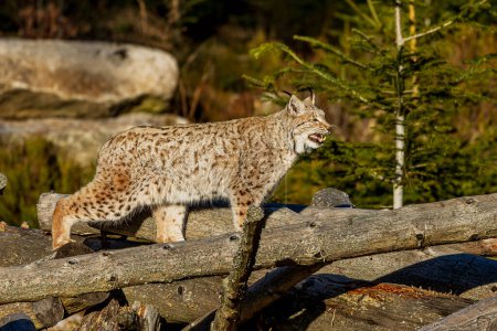 Téléchargez les photos : Lynx eurasien (Lynx lynx) clignant des yeux à haute voix - en image libre de droit