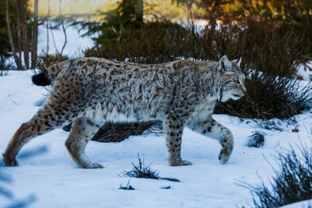 Téléchargez les photos : Lynx eurasien (Lynx lynx) marchant dans le reste de la neige - en image libre de droit
