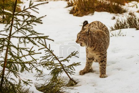 Téléchargez les photos : Lynx eurasien (Lynx lynx) debout dans la neige - en image libre de droit