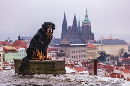 Foto de Macho negro y oro Hovie perro hovawart posando frente al Castillo de Praga en el fondo - Imagen libre de derechos