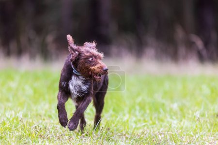 Photo for Czech breed of versatile hunting dog that was traditionally and currently used to hunt, point, and retriev. - Royalty Free Image