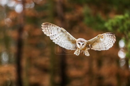 Téléchargez les photos : Chouette des clochers (Tyto alba) femelle volant hors des bois - en image libre de droit