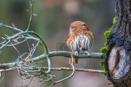 Photo for Nice and cute the Eurasian pygmy owl (Glaucidium passerinum) is the smallest owl in Europe - Royalty Free Image
