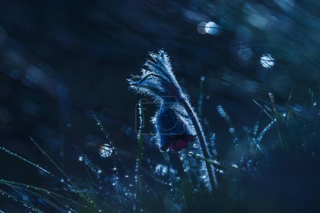 Téléchargez les photos : Pulsatilla pratensis (Anemone pratensis) petite fleur pasque au soleil couchant - en image libre de droit