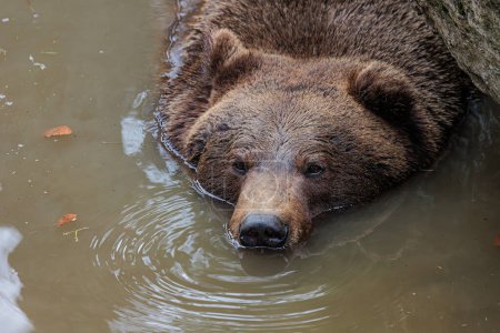Photo for Brown bear (Ursus arctos) looks like a crocodile in the water - Royalty Free Image