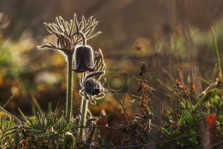Pulsatilla pratensis (Anemone pratensis) the small pasque flower in the setting sun