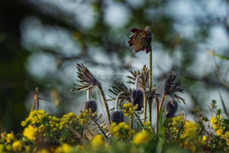 Pulsatilla pratensis (Anemone pratensis) la pequeña flor pasque en el sol poniente