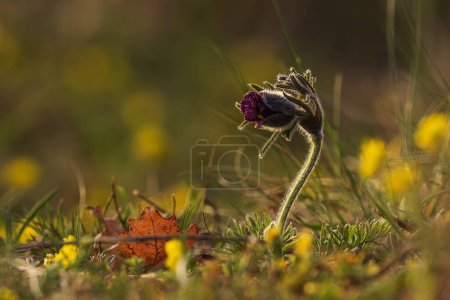 Pulsatilla pratensis (Anemone pratensis) petite fleur pasque au soleil couchant