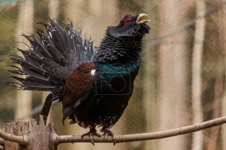 The western capercaillie (Tetrao urogallus), also known as the Eurasian capercaillie, wood grouse, heather cock, cock-of-the-woods,