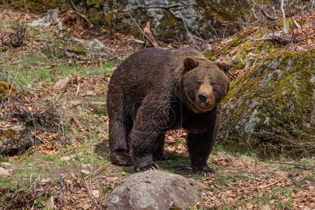 brown bear (Ursus arctos) looks surprised