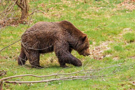Photo for Brown bear (Ursus arctos) wet walking in the meadow - Royalty Free Image