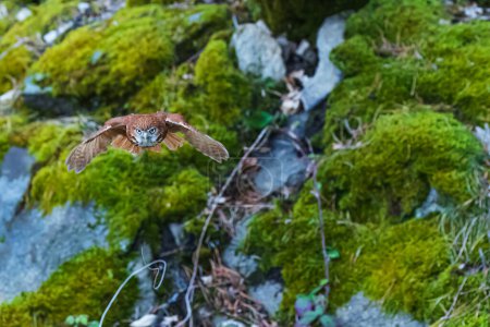 Photo for Nice and cute the Eurasian pygmy owl (Glaucidium passerinum) is the smallest owl in Europe - Royalty Free Image