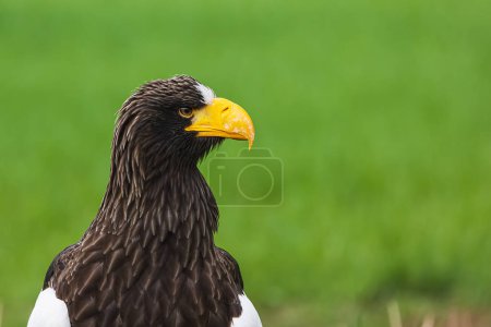 Photo for Old Steller's sea eagle (Haliaeetus pelagicus), also known as Pacific sea eagle or white-shouldered eagle. - Royalty Free Image