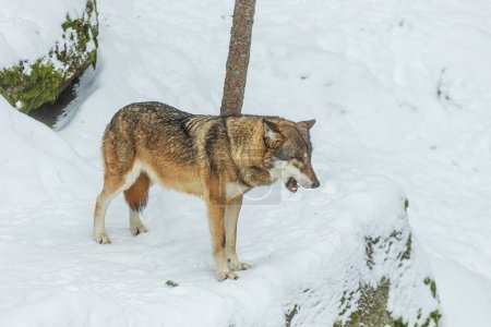 Photo for Male Eurasian wolf (Canis lupus lupus) in the snow - Royalty Free Image