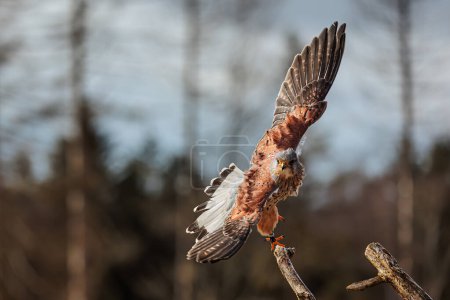 Photo for The American kestrel (Falco sparverius) suddenly rose up - Royalty Free Image