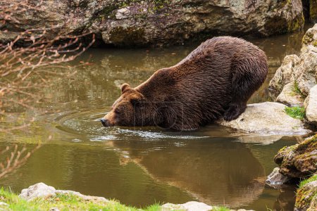 Photo for Brown bear (Ursus arctos) enters the water - Royalty Free Image