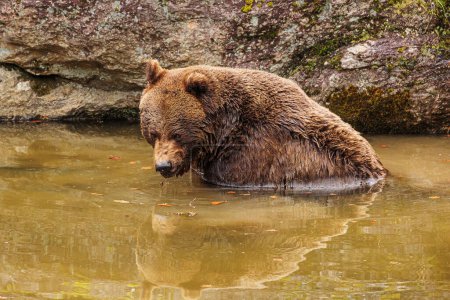 Téléchargez les photos : Ours brun (Ursus arctos) prend un bain - en image libre de droit