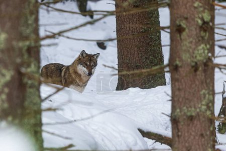 Foto de Male Eurasian wolf (Canis lupus lupus) in the winter forest - Imagen libre de derechos