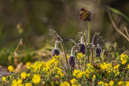 Téléchargez les photos : Pulsatilla pratensis (Anemone pratensis) petite fleur pasque au soleil couchant - en image libre de droit