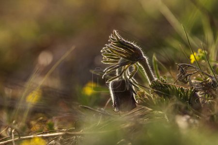Photo for Pulsatilla pratensis (Anemone pratensis) the small pasque flower in the setting sun - Royalty Free Image