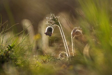 Photo for Pulsatilla pratensis (Anemone pratensis) the small pasque flower in the setting sun - Royalty Free Image