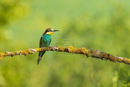 Photo for The European bee-eater (Merops apiaster) is a near passerine bird in the bee-eater family, Meropidae. - Royalty Free Image