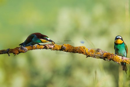 Foto de Merops apiaster es una especie de ave paseriforme de la familia Meropidae.. - Imagen libre de derechos