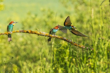 Téléchargez les photos : Merops apiaster (Merops apiaster) est un passereau de la famille des Meropidae.. - en image libre de droit