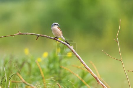 Photo for The red-backed shrike (Lanius collurio) is a carnivorous passerine bird - Royalty Free Image
