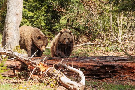 Téléchargez les photos : Ours brun (Ursus arctos) deux individus dans la forêt - en image libre de droit