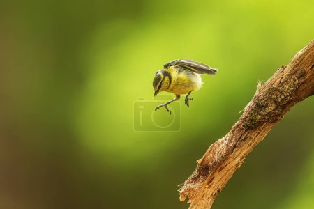 Photo for Young Eurasian blue tit (Cyanistes caeruleus) jumping on branches - Royalty Free Image