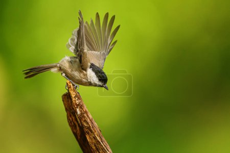 Téléchargez les photos : Small bird marsh tit (Poecile palustris) - en image libre de droit