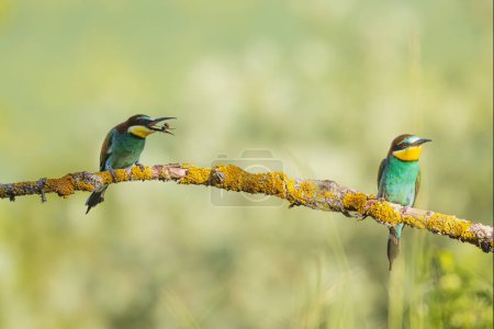 Photo for The European bee-eater (Merops apiaster) is a near passerine bird in the bee-eater family, Meropidae. - Royalty Free Image