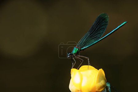 Foto de Dragonfly banda demoiselle (Calopteryx splendens) sentado en una hoja larga y delgada de una planta acuática - Imagen libre de derechos