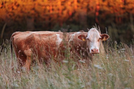 Foto de Vaca manchada marrón con un bosque en la espalda - Imagen libre de derechos