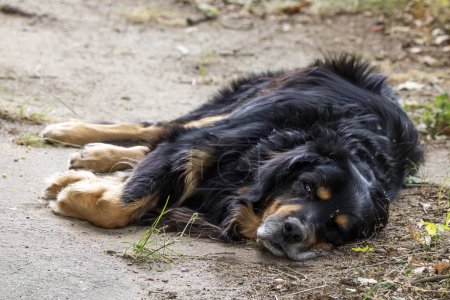 Téléchargez les photos : Noir et or Hovie heureux chien Fatigué de la chaleur, il repose sur le sol - en image libre de droit