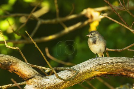 Photo for The white wagtail (Motacilla alba) the cub sits in the branches waiting to be fed - Royalty Free Image