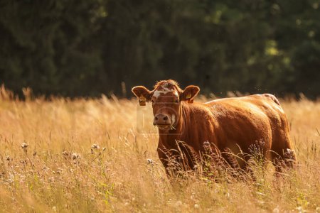 Téléchargez les photos : Vache brune c'est dans l'herbe - en image libre de droit