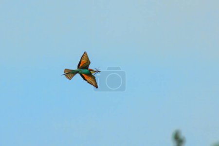 Téléchargez les photos : Merops apiaster (Merops apiaster) est un passereau de la famille des Meropidae.. - en image libre de droit