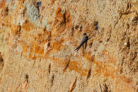 Foto de El martín de arena (Riparia riparia) vuela en el agujero - Imagen libre de derechos