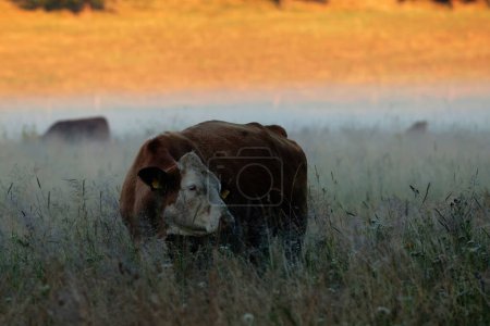 Foto de Vaca marrón fotografiada muy cerca y baja - Imagen libre de derechos