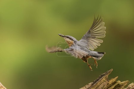 Photo for Eurasian nuthatch, (Sitta europaea) flies away with the seed - Royalty Free Image